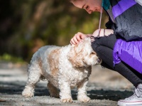 犬は赤ちゃん言葉で話しかけられるとうれしい。特に女性の高い声だと脳がより強く反応する