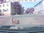 【ゾッとする動画】野良犬がずっと邪魔をしてくる⇒　無視して先へ行くと…