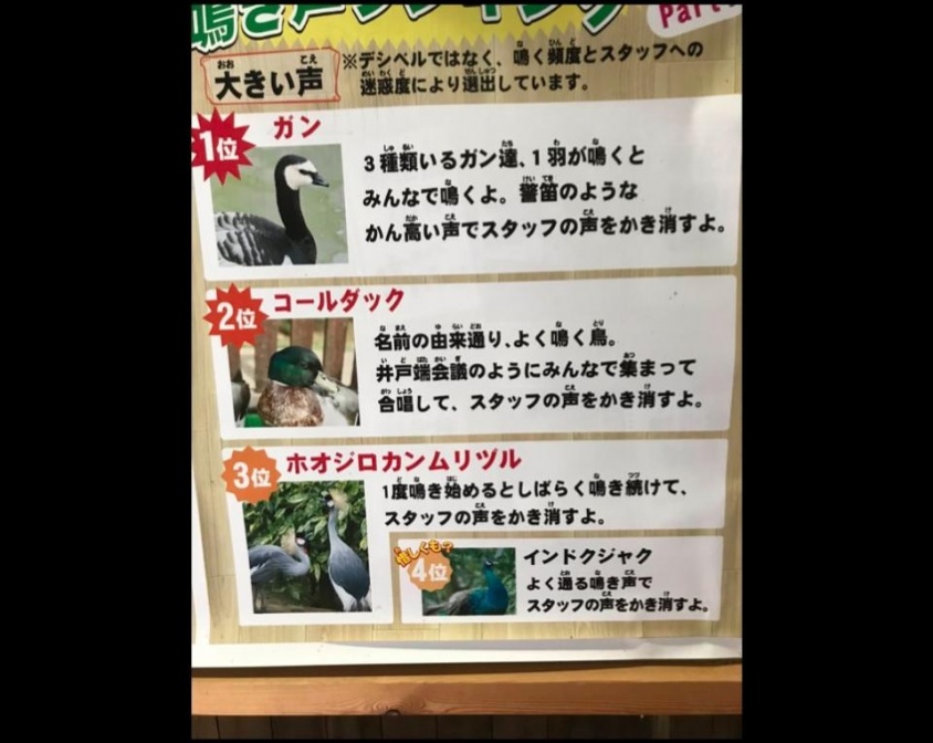 「スタッフの声をかき消すよ」（さく
