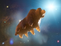 5000匹のクマムシとダンゴイカが人類の為、宇宙へと旅立っていった（NASA）