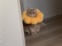 ドーナツの妖精さんかな...？　暗がりから飼い主を見つめるニャンコがあまりにもラブリー