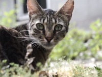イスタンブールは猫の街だった！ゆったりまったり、どこにでも猫のいる風景を見に行こう。