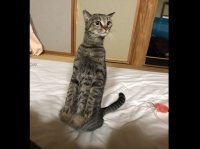 みっしぇるさん（rAxatP0GjeYdu2p）のツイートより