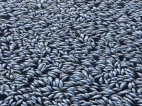オーストラリアの川で百万匹以上の魚が大量死、熱波が原因か？