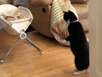 未知との遭遇。生まれてはじめてニンゲンの赤ちゃんを見て呆然と立ち尽くす猫