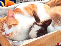 陽だまりの中でぬくぬくしよう！猫とウサギ、仲良しファミリーの日向ぼっこ