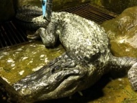 ヒトラーの愛したワニがモスクワ動物園で死去。享年84歳
