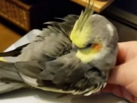 コレが奴らの魅力なんです！可愛いインコやオウムの所業総集編