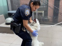 熱い車内に放置されていた犬を救い出した警察官、その犬を家族に迎え入れる