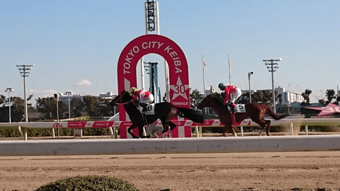 ロマンの宝庫・大井競馬場は4月からナイター開幕！　一人ナイター競馬を楽しむたった3つのコツ。#6