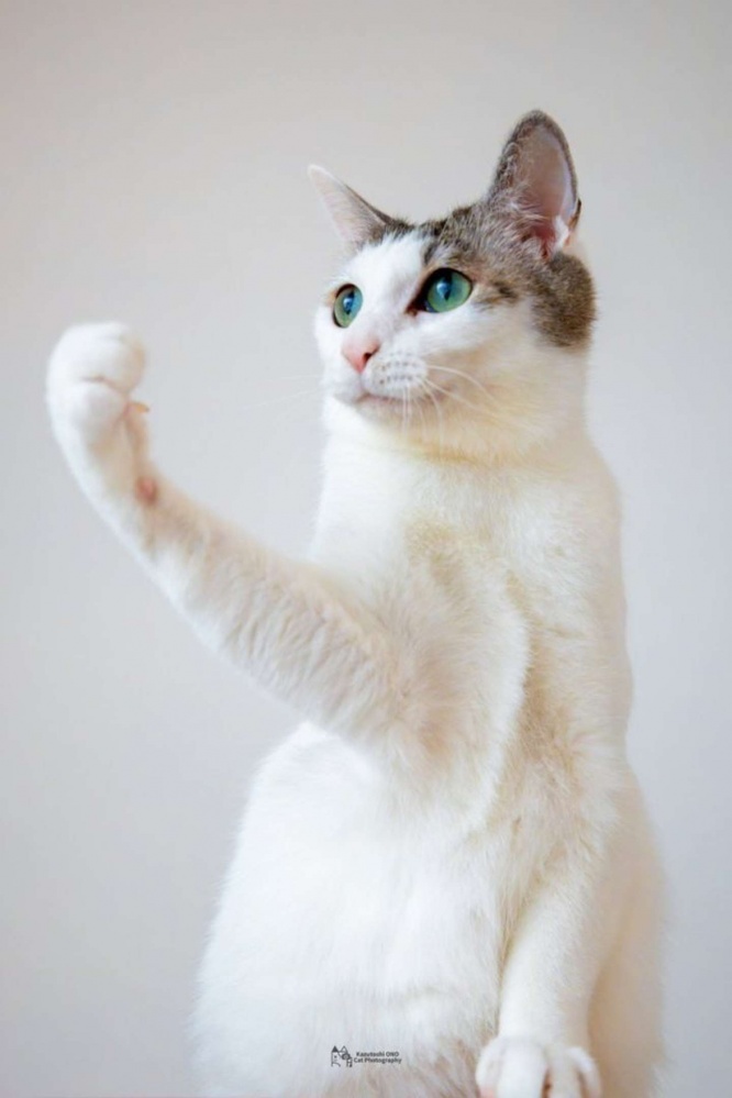 小野一俊（＠kazutoshi_ono_）さんの投稿より、再掲