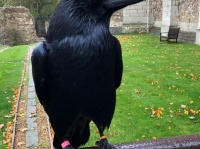 ロンドン塔に住むカラスの1羽が消息不明に、国が崩壊するというジンクスに全英が震える（イギリス）
