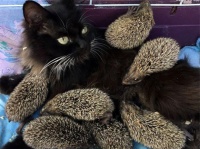 私がなんとかしましょう！母性溢れる聖母黒猫、8匹のハリネズミの赤ちゃんの母親役をかって出る（ロシア）