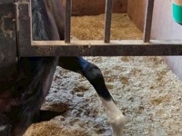 執念を感じる...食いしん坊なサラブレッドに6.1万人ほっこり　「こんな姿勢が出来るんですね」「意外と柔らかいなぁ?！」