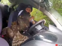 「助けてください！」怪我したワシが人間の車に飛び込んできた