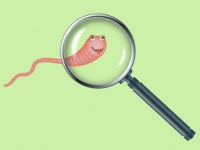 3つの性別を持ち、人間の致死量500倍のヒ素にも耐える線虫が発見される（アメリカ）