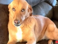 愛犬「ご飯の時間よ」と呼びに来たご主人から、口の中の秘密を隠そうとして挙動不審になる