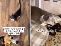 犬と一緒じゃなきゃ嫌な猫。犬がハーネスを付けると、自分も付けろと催促する