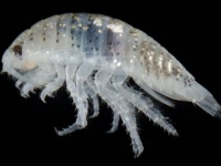 逆襲が始まったのか？浜辺で次々と人間に噛みつき、足を血まみれにする小さな生物