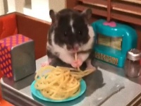 ご飯を食べるハムスターをドールハウスに置いてみた。するとこんなにキュートな空間ができちゃった