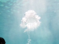 「なんかでてる！」「マンガみたい」「癒されます」　名古屋港水族館で噴出した〝ぽふぅ〟に4.6万人夢中