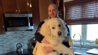 巨大なグレートピレニーズ犬の子犬を抱く飼い主の写真に関する海外の反応