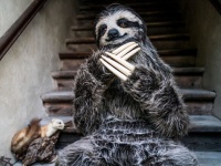 中に人が入っているなんて信じられれない！ナマケモノのかぶりものがあまりにもリアリティ