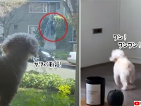家に投棄すな！郵便配達員を敵認証する犬、郵便物が投函されると荒ぶる