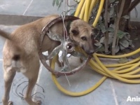 Animal Aid～たくさんの奇跡と笑顔をありがとう！10のレスキューシーンと2018の活動報告