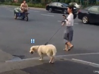 そこに水があるから入る。どんな水たまりでも見逃さず入り込む犬