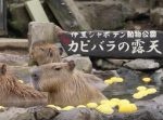 おっとりした姿に癒される…！伊豆シャボテン動物公園『元祖カピバラの露天風呂』