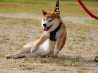 柴犬テツ（＠tetsu_shiba）さんのツイート