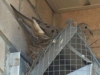 新居の軒先に巣を作ろうとする鳥と、そうはさせまいとする住人の4年にわたるバトルの記録