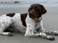 犬の誘拐現場で取材中のテレビ局、偶然にも犬を連れ去った男性と遭遇、犬は無事飼い主の元へ