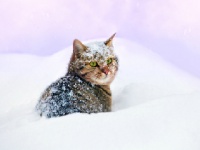 良猫や野良犬にとっては厳しい冬が……（shutterstock.com）