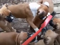 お掃除ができないのにニヤニヤする動画。ほうきにじゃれつく大量の子犬たち