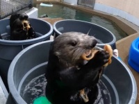 3匹のラッコのオヤツタイム「美味しい！楽しい！」と、海水の入ったバケツのお風呂を満喫する
