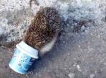 取れないよ〜！　カップから頭が取れなくなったハリネズミ、無事救出！