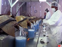 薬物検査やワクチンのため、アメリカでカブトガニの青い血液の需要が増え絶滅が危惧される