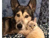 歩くことのできない子猫の母代わりとなった犬。その愛情を受け元気に育つまでの物語