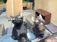夜に2度もドアベルが鳴り恐怖に震えた女性だが、その正体はかわいい3匹の訪問者だった