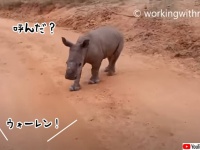 名前を呼ぶと戻って来る、犬のようにかわいいサイの赤ちゃん