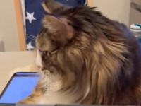 このハラスメントなら受けたいです！　お猫様、仕事中の飼い主にとんでもない「ネコハラ」かます