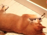 「オマエ変なヤツ、オレ闘う！」ご家庭の「戸当たり」が気になる犬たち総集編