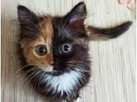 ネットで話題の「2つの顔を持つ」猫が可愛過ぎる！