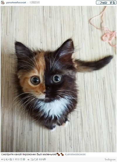 ネットで話題の「2つの顔を持つ」猫が可愛過ぎる！