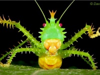 おもちゃみたいだろ？でもこれ生きてるんだぜ。悪魔のキリギリスの異名を持つ「トゲアクマツユムシ」