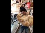 エスカレーターが怖くて… 男前なご主人にお姫様抱っこされるワンちゃん。