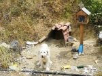 『ギリシャのハチ公』 ご主人が亡くなった事故現場でずっと待っているワンちゃん。