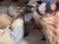 野生で生きていけるよう、保護したヒナを親鳥そっくりの人形を作ってお世話する保護施設